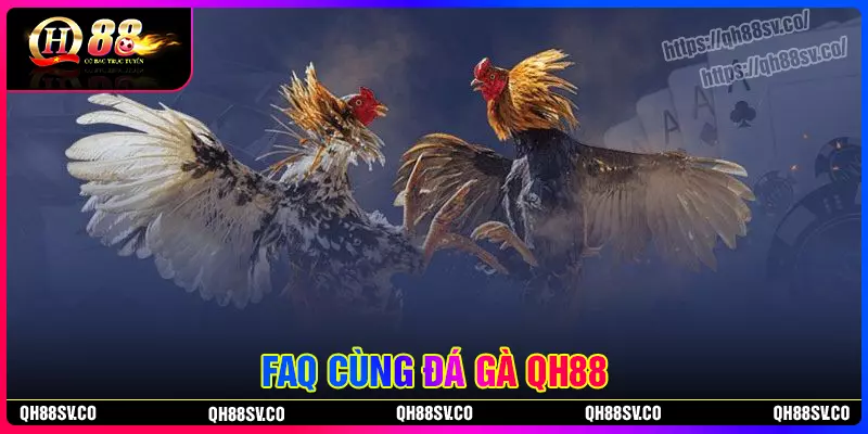 Câu hỏi liên quan đến chuyên mục đá gà QH88 Câu hỏi liên quan đến chuyên mục đá gà QH88